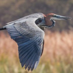Goliath Heron, Reusereier, (Ardea goliath)