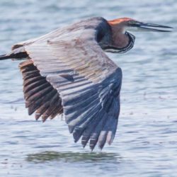 Goliath Heron, Reusereier, (Ardea goliath)
