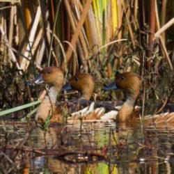 Fulvous Whistling Duck, Fluiteend, (Dendrocygna bicolor)