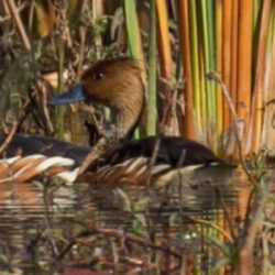 Fulvous Whistling Duck, Fluiteend, (Dendrocygna bicolor)
