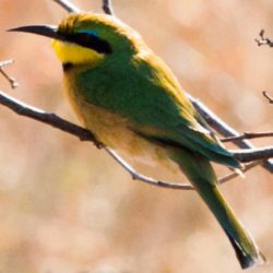 Little Bee-eater, Kleinbyvreter, (Merops pusillus)