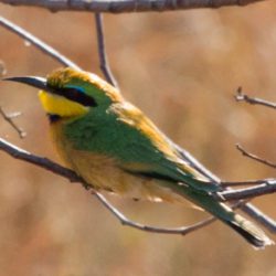 Little Bee-eater, Kleinbyvreter, (Merops pusillus)