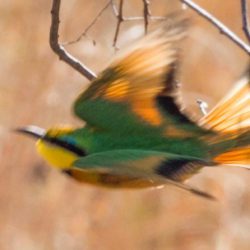 Little Bee-eater, Kleinbyvreter, (Merops pusillus)