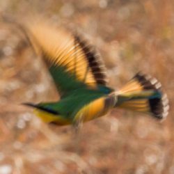 Little Bee-eater, Kleinbyvreter, (Merops pusillus)