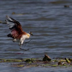 African Jacana, Grootlangtoon, (Actophilornis africanus)
