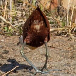 African Jacana, Grootlangtoon, (Actophilornis africanus)