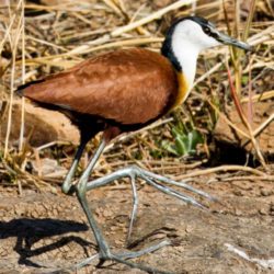 African Jacana, Grootlangtoon, (Actophilornis africanus)