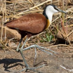 African Jacana, Grootlangtoon, (Actophilornis africanus)