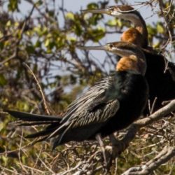 African Darter, Slanghalsvoël, (Anhinga rufa)