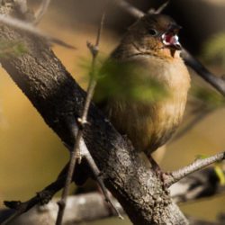 birdwatcher