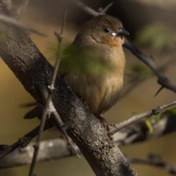 birdwatcher