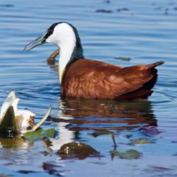 African Jacana, Grootlangtoon, (Actophilornis africanus)