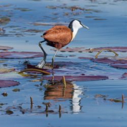African Jacana, Grootlangtoon, (Actophilornis africanus)