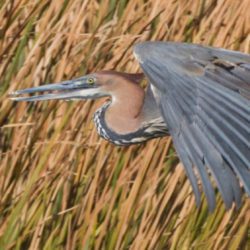 Goliath Heron, Reusereier, (Ardea goliath)