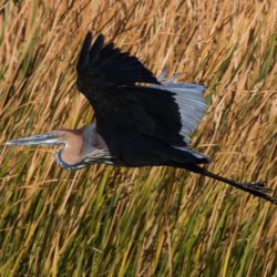 Goliath Heron, Reusereier, (Ardea goliath)
