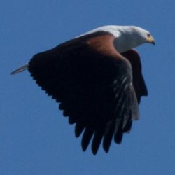 African Fish Eagle, Visarend, (Haliaeetus vocifer)