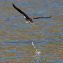 African Jacana, Grootlangtoon, (Actophilornis africanus)