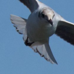 Grey-headed Gull, Gryskopmeeu, (Chroicocephalus cirrocephalus)