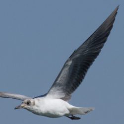 Grey-headed Gull, Gryskopmeeu, (Chroicocephalus cirrocephalus)