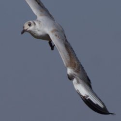 Grey-headed Gull, Gryskopmeeu, (Chroicocephalus cirrocephalus)