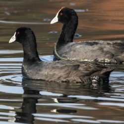 Red-knobbed Coot, Bleshoender, (Fulica cristata)