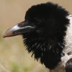 Pied Crow, Witborskraai, (Corvus albus)