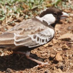 birdwatcher