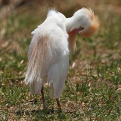 Western Cattle Egret, Veereier (Bosluisvoël), (Bubulcus ibis)