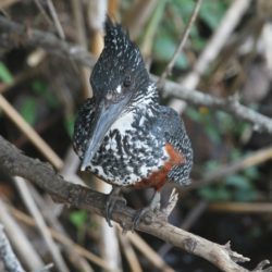 Giant Kingfisher, Reusevisvanger, (Megaceryle maxima)