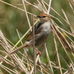 Levaillant's Cisticola, Vleitinktinkie, (Cisticola tinniens)