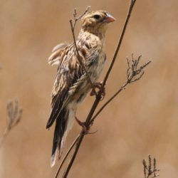 Long-tailed Widowbird, Langstertflap, (Euplectes progne)