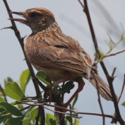 birdwatcher