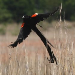 Long-tailed Widowbird, Langstertflap, (Euplectes progne)