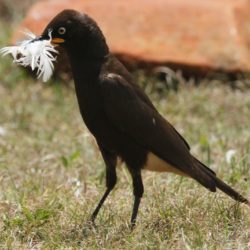 Pied Starling, Witgatspreeu, (Lamprotornis bicolor)