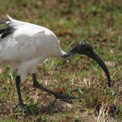 African Sacred Ibis, Skoorsteenveër, (Threskiornis aethiopicus)