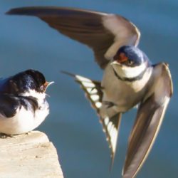 White-throated Swallow, Witkeelswael, (Hirundo albigularis)