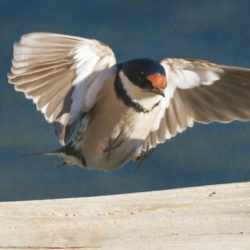 White-throated Swallow, Witkeelswael, (Hirundo albigularis)