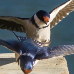 White-throated Swallow, Witkeelswael, (Hirundo albigularis)