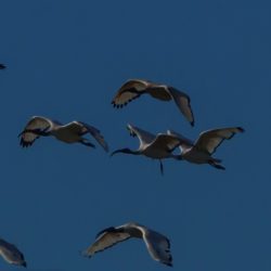 African Sacred Ibis, Skoorsteenveër, (Threskiornis aethiopicus)