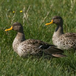 Yellow-billed Duck, Geelbekeend, (Anas undulata)