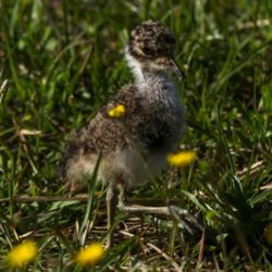 Blacksmith Lapwing, Bontkiewiet, (Vanellus armatus)