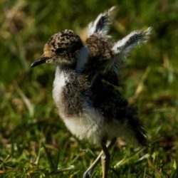 Blacksmith Lapwing, Bontkiewiet, (Vanellus armatus)