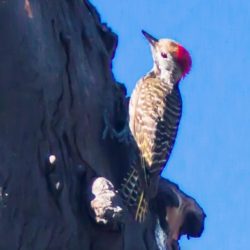 Cardinal Woodpecker, Kardinaalspeg, (Dendropicos fuscescens)