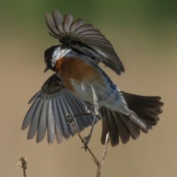 African Stonechat, Gewone Bontrokkie, (Saxicola torquatus)