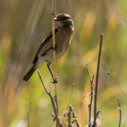 African Stonechat, Gewone Bontrokkie, (Saxicola torquatus)