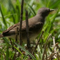 birdwatcher