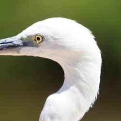 Little Egret, Kleinwitreier, (Egretta garzetta)