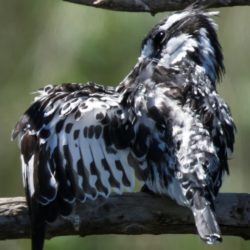 Pied Kingfisher, Bontvisvanger, (Ceryle rudis)