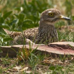 Spotted Thick-knee, Gewone Dikkop, (Burhinus capensis)