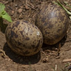 Spotted Thick-knee, Gewone Dikkop, (Burhinus capensis) Eggs